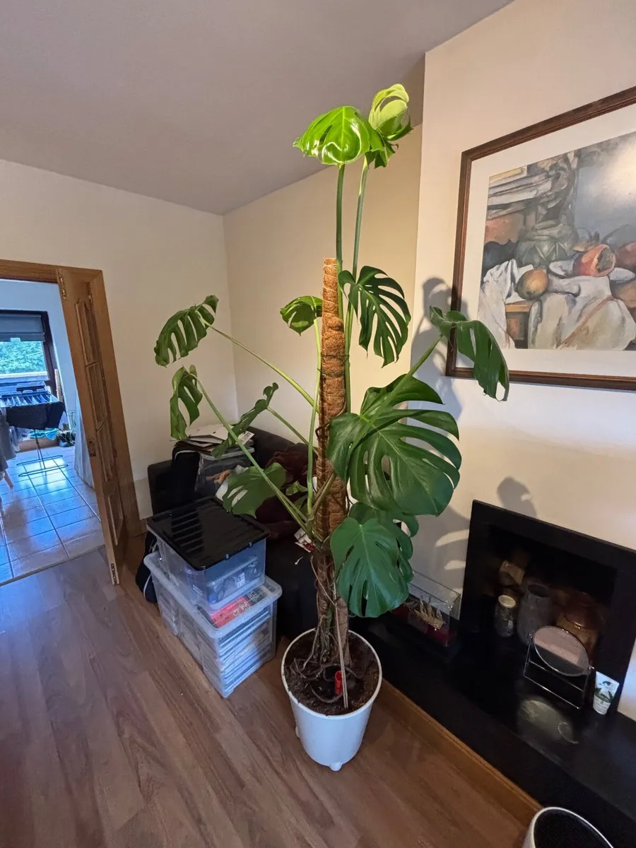 Plant Monstera - Image 1