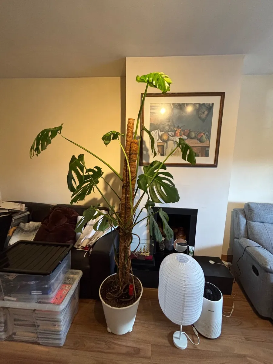 Plant Monstera - Image 2