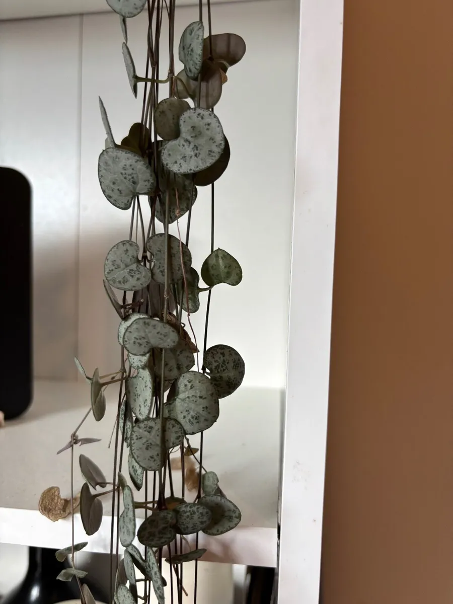 Plants - Image 1
