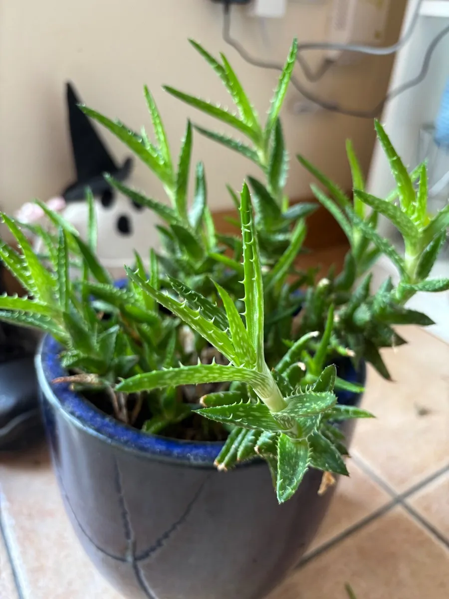 Plants - Image 2
