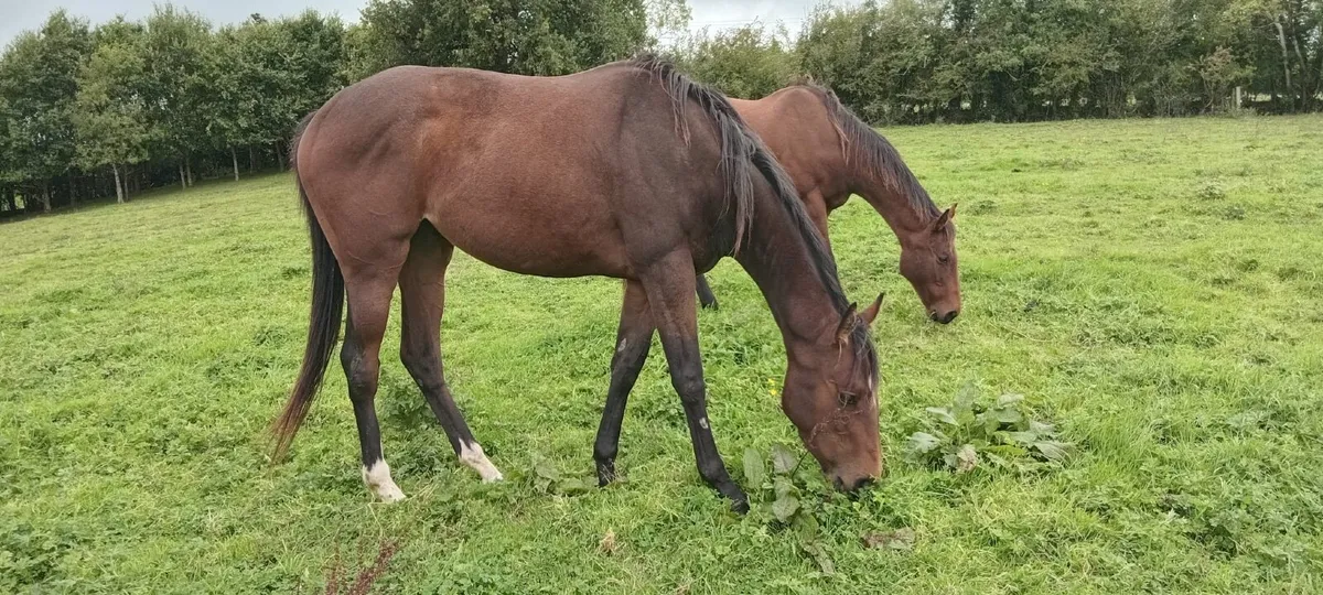 Beautiful 3yr old TB filly - Image 1
