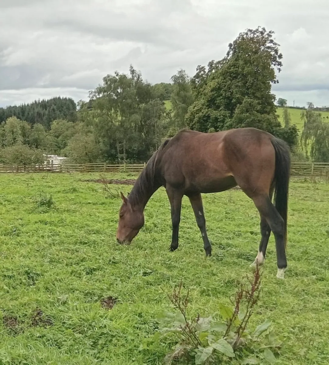 Beautiful 3yr old TB filly - Image 2