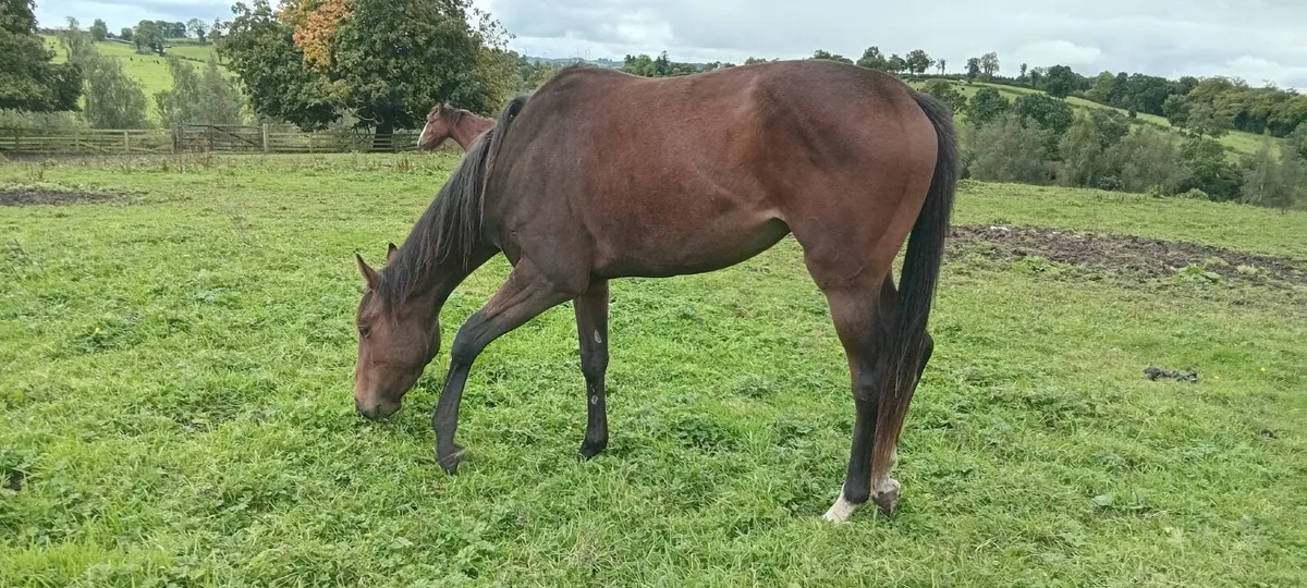 Beautiful 3yr old TB filly - Image 3