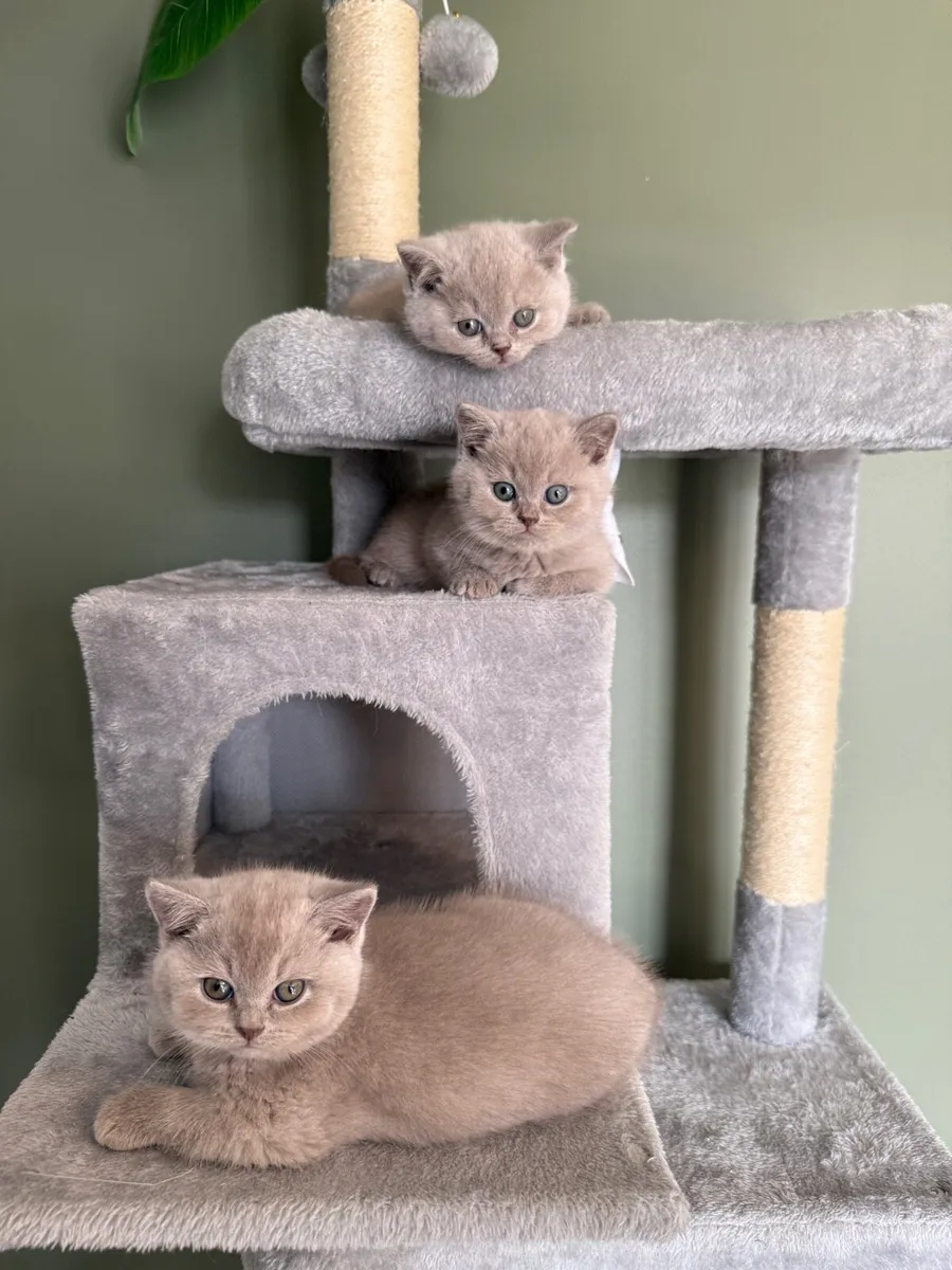 British shorthair kittens - Image 1
