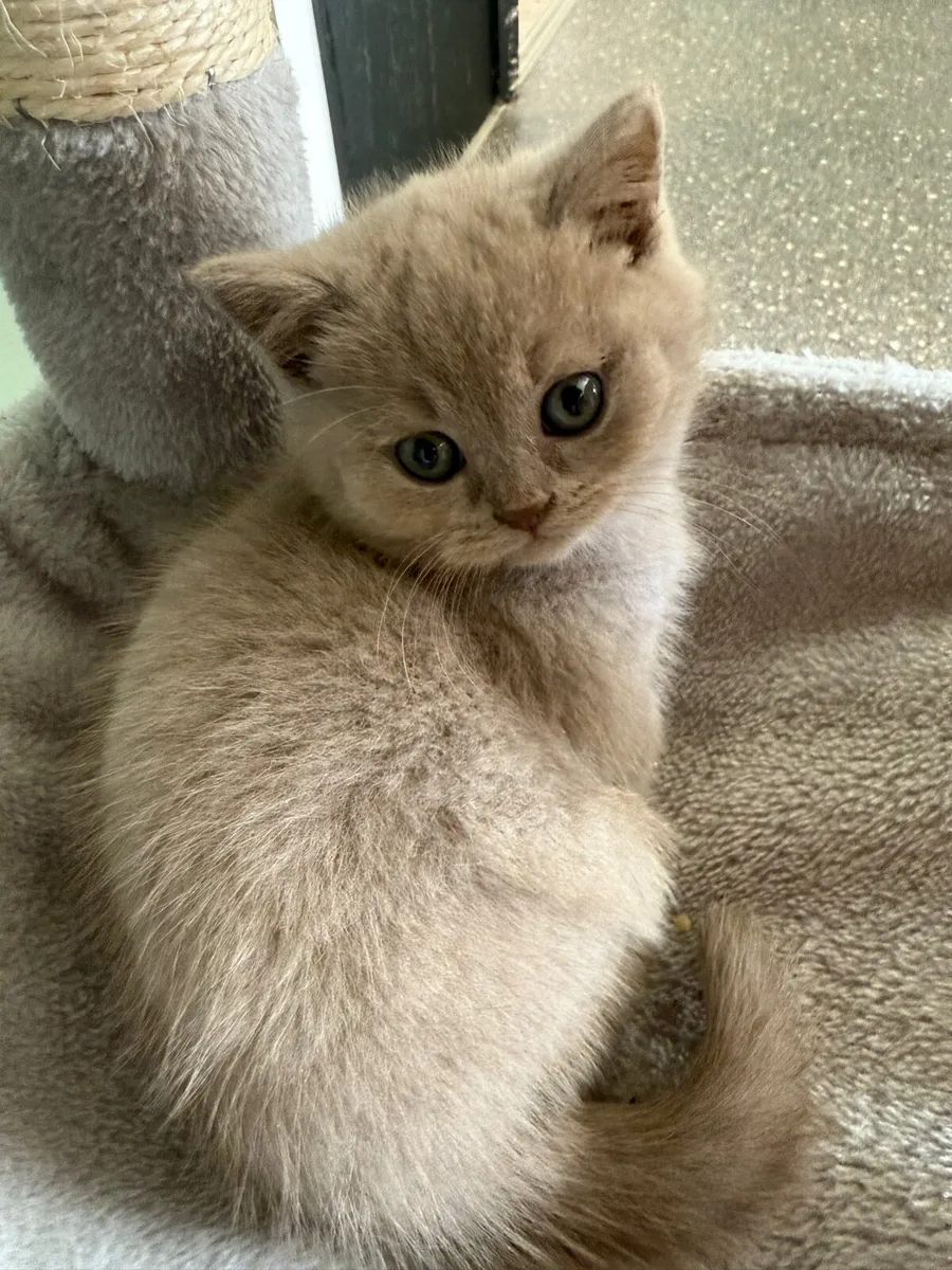 British shorthair kittens - Image 2