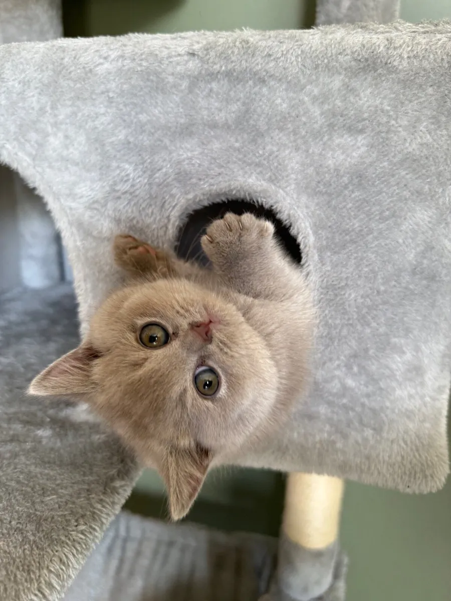 British shorthair kittens - Image 3