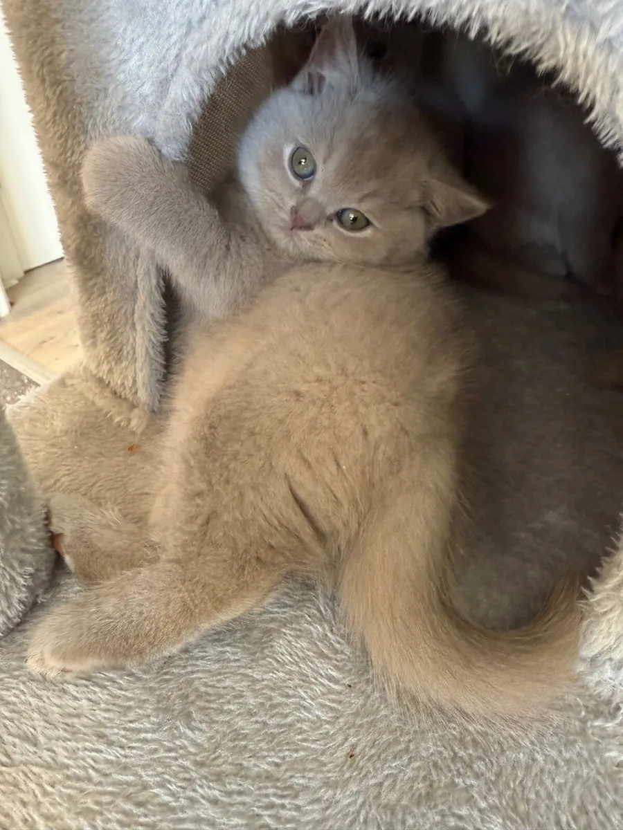 British shorthair kittens - Image 4