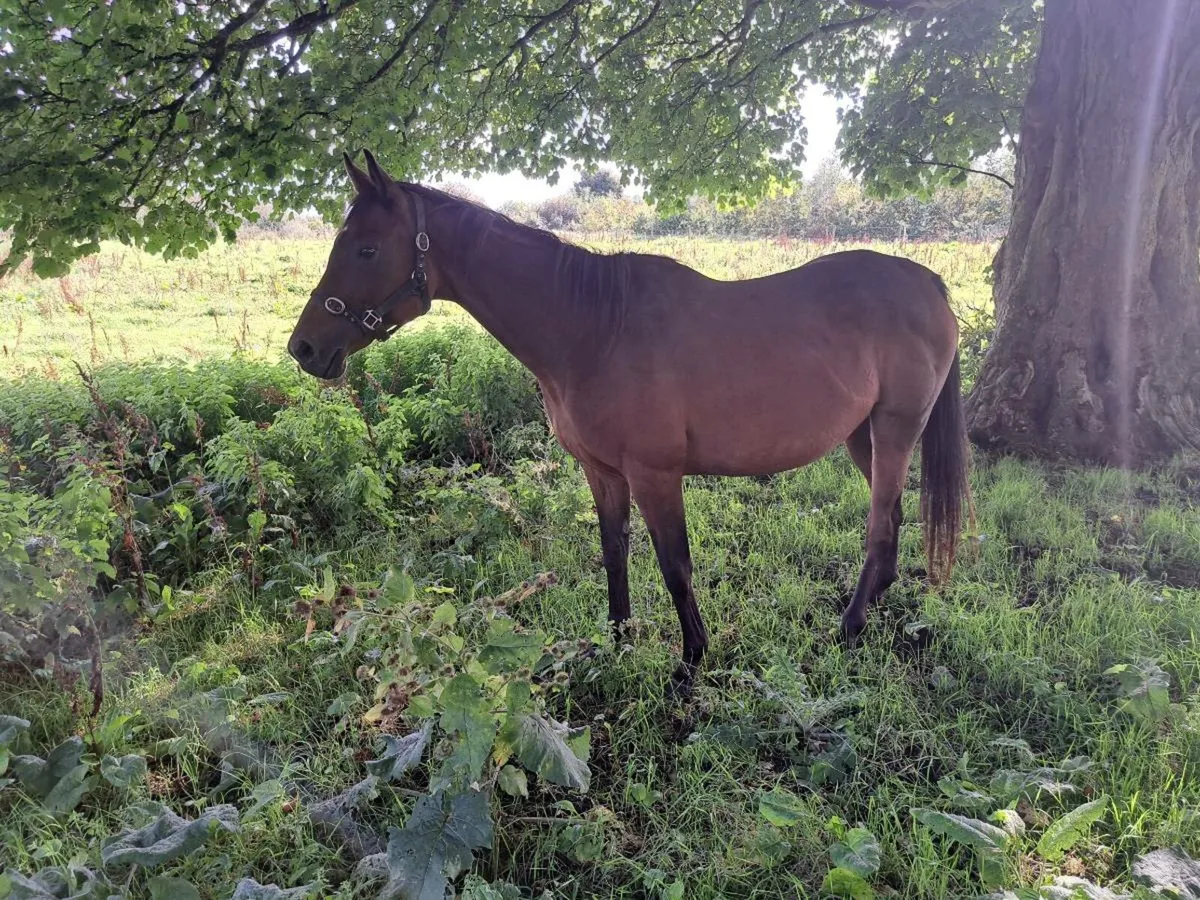 Quiet thorughbred mare horse - Image 1