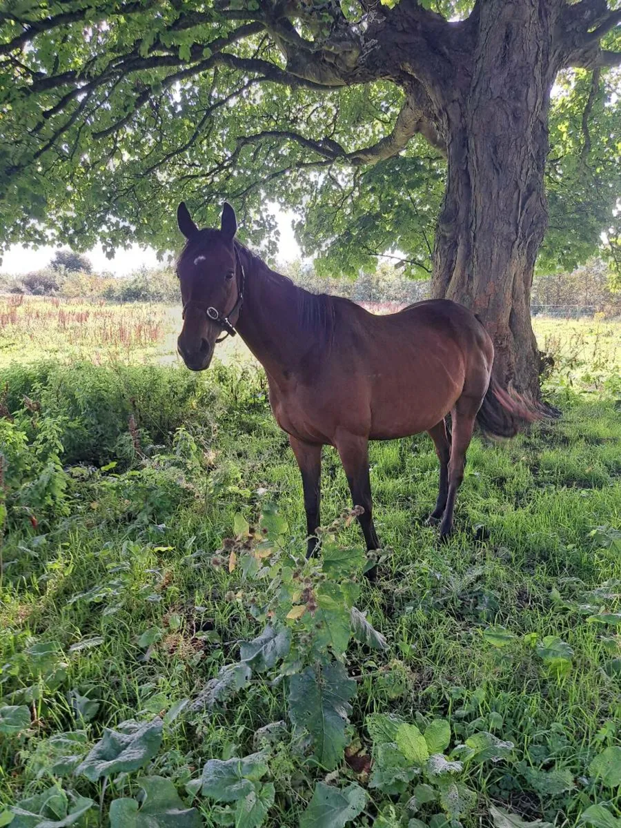 Quiet thorughbred mare horse - Image 2
