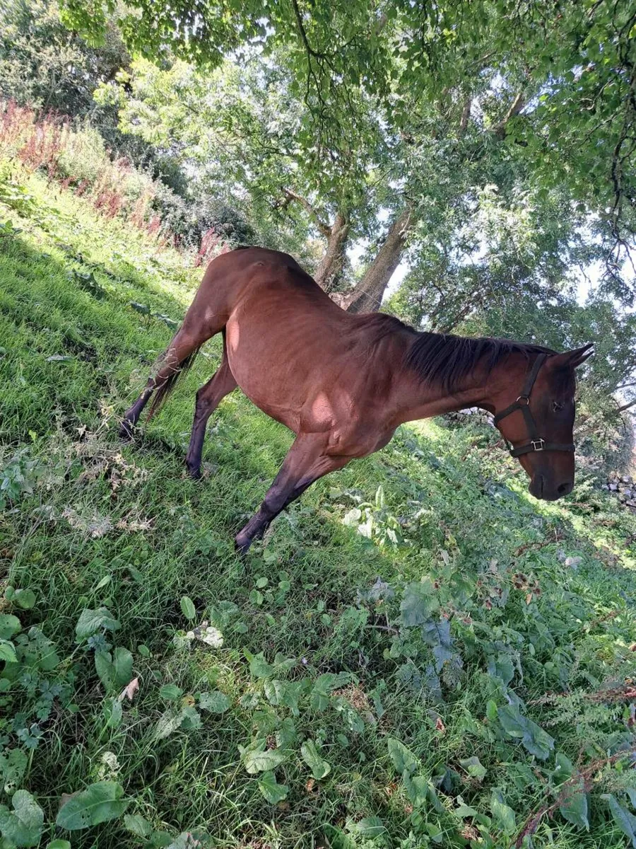 Quiet thorughbred mare horse - Image 3