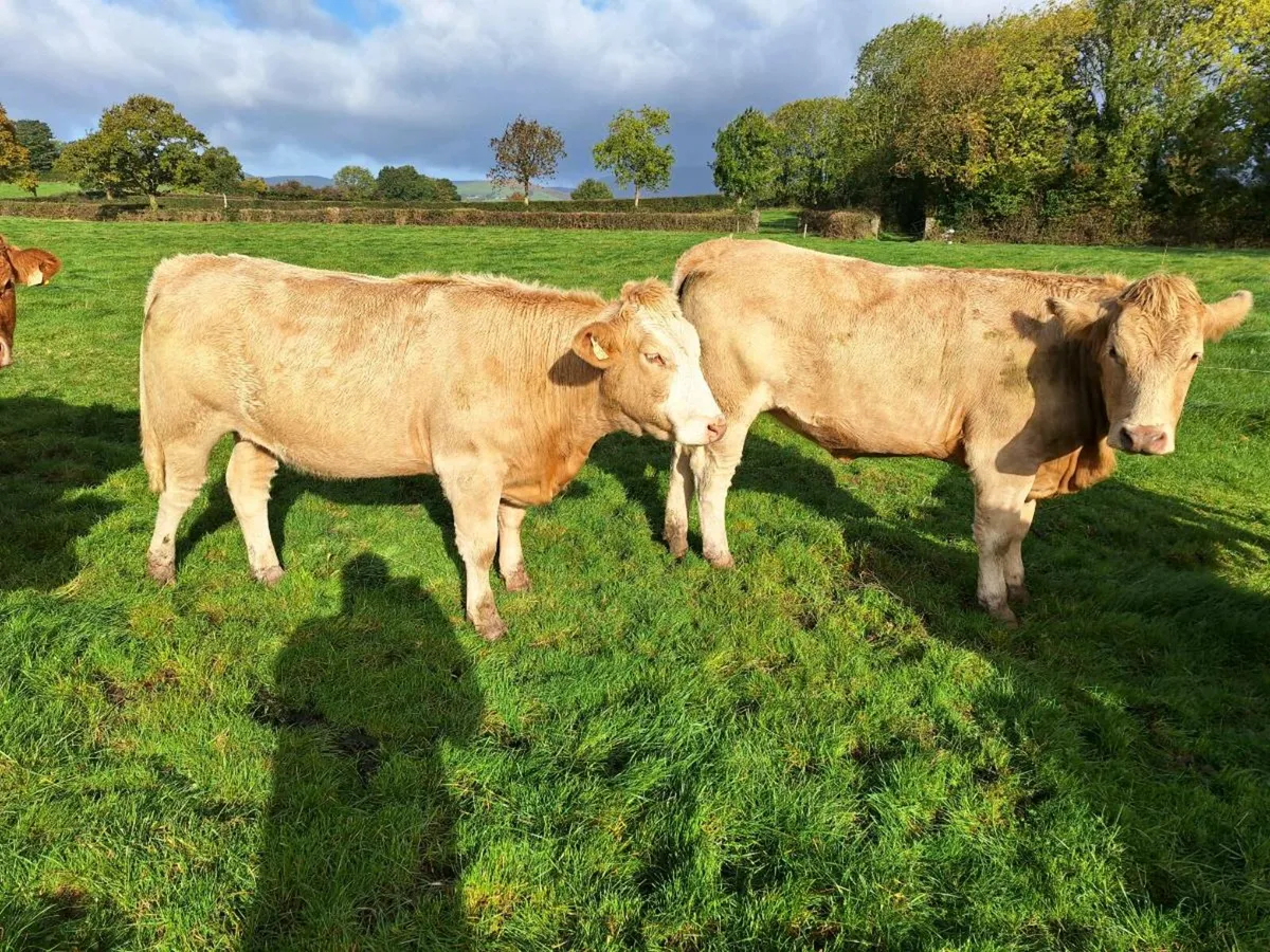 Charlaois xsimental incalf  hefirs - Image 1