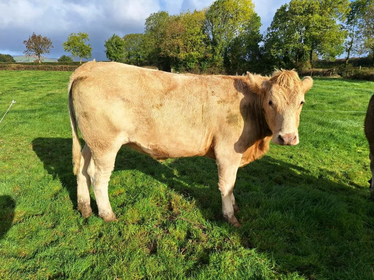 Charlaois xsimental incalf  hefirs - Image 2