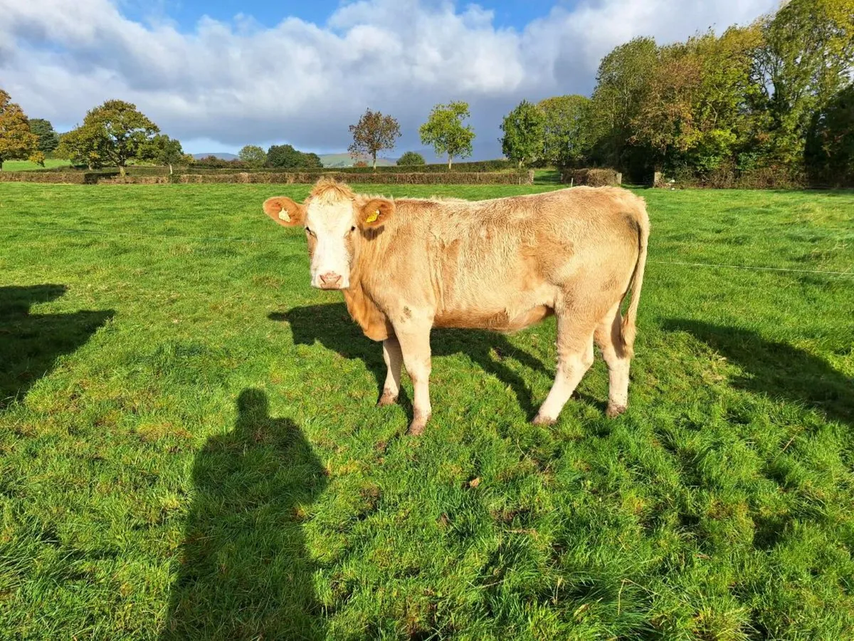 Charlaois xsimental incalf  hefirs - Image 3