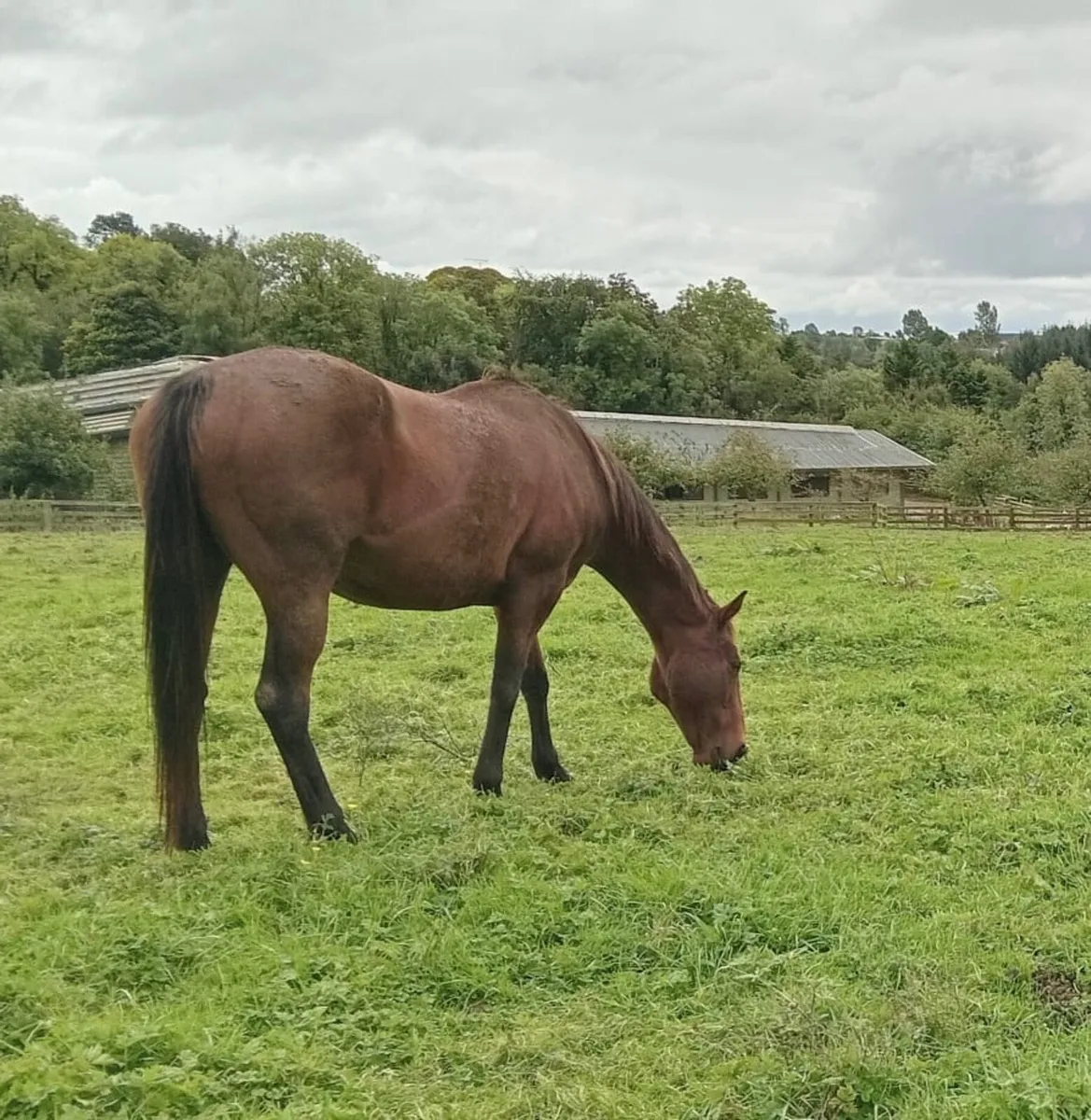 Experienced TB broodmare - Image 2
