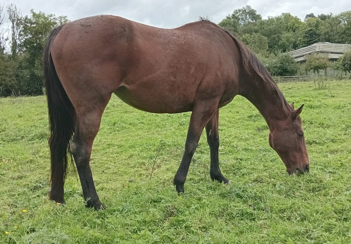 Experienced TB broodmare - Image 3