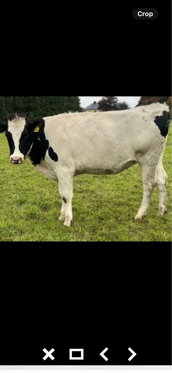 Fr heifers - Image 2