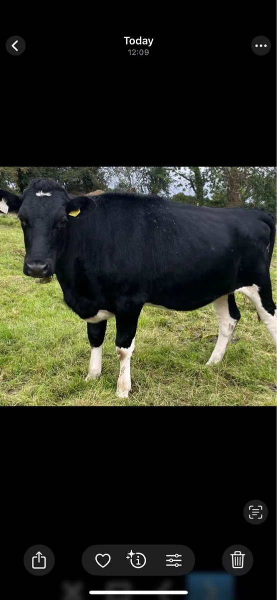 Fr heifers - Image 1