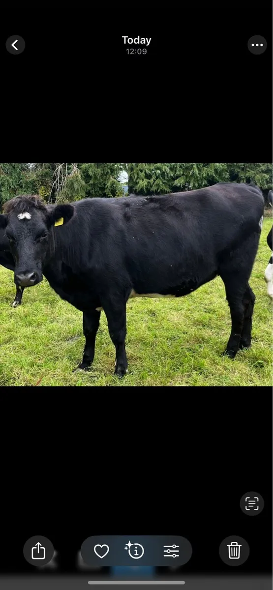 Fr heifers - Image 3