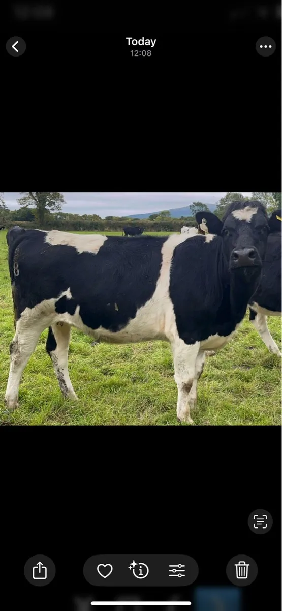Fr heifers - Image 4