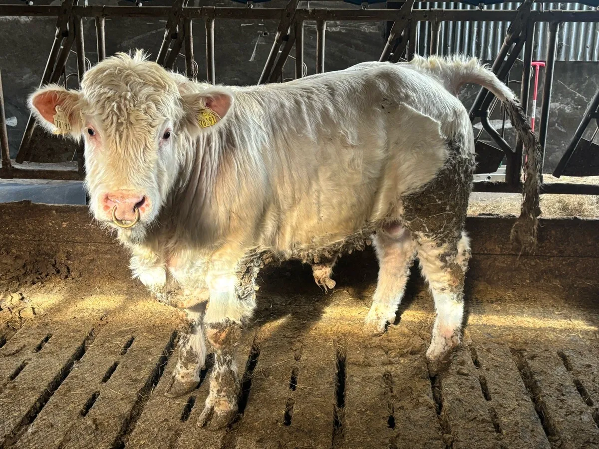 Pb Charolais bulls  ⭐️⭐️⭐️⭐️⭐️ - Image 1