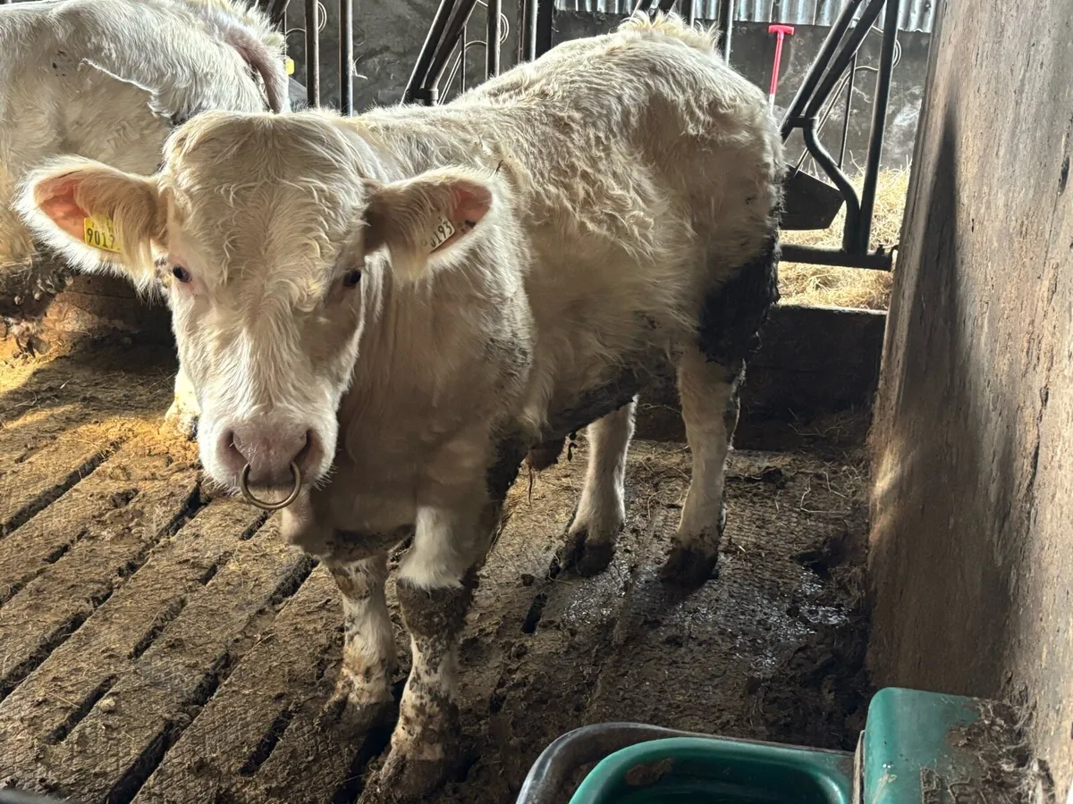 Pb Charolais bulls  ⭐️⭐️⭐️⭐️⭐️ - Image 2