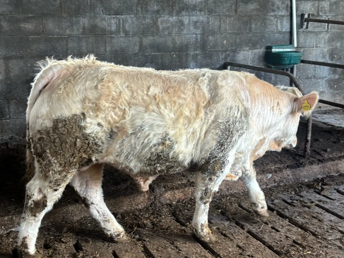 Pb Charolais bulls  ⭐️⭐️⭐️⭐️⭐️ - Image 3