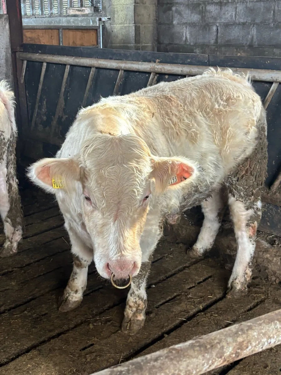 Pb Charolais bulls  ⭐️⭐️⭐️⭐️⭐️ - Image 4