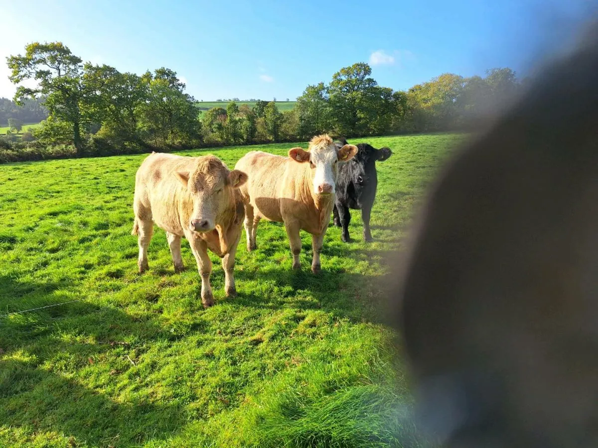 Charlaois xsimental incalf  hefirs - Image 4