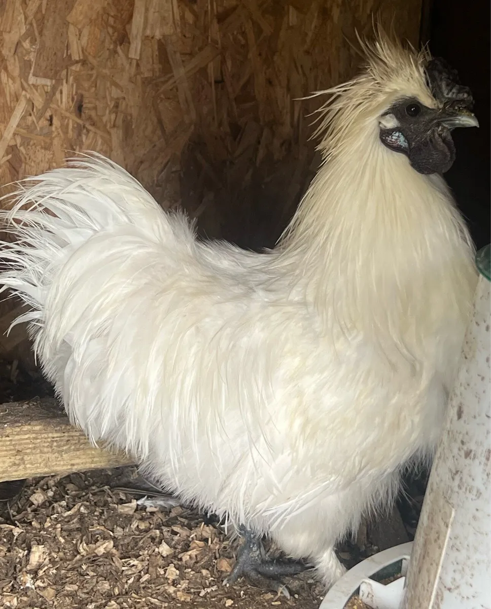 Silkies, Polish, Leghorn, Rhode hens and roosters - Image 2