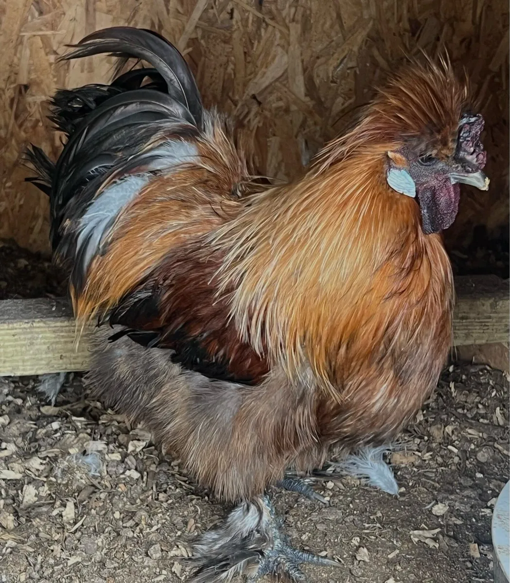 Silkies, Polish, Leghorn, Rhode hens and roosters - Image 3