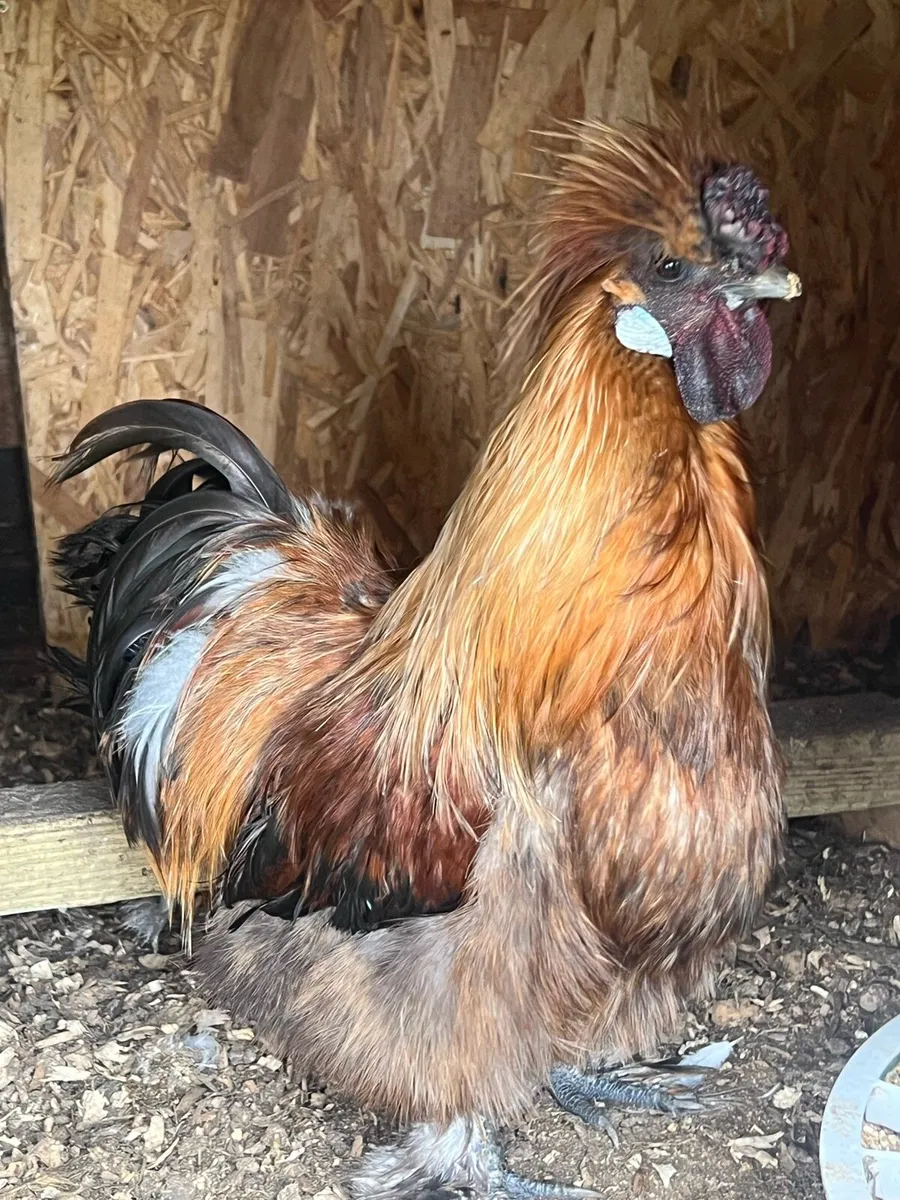 Silkies, Polish, Leghorn, Rhode hens and roosters - Image 4