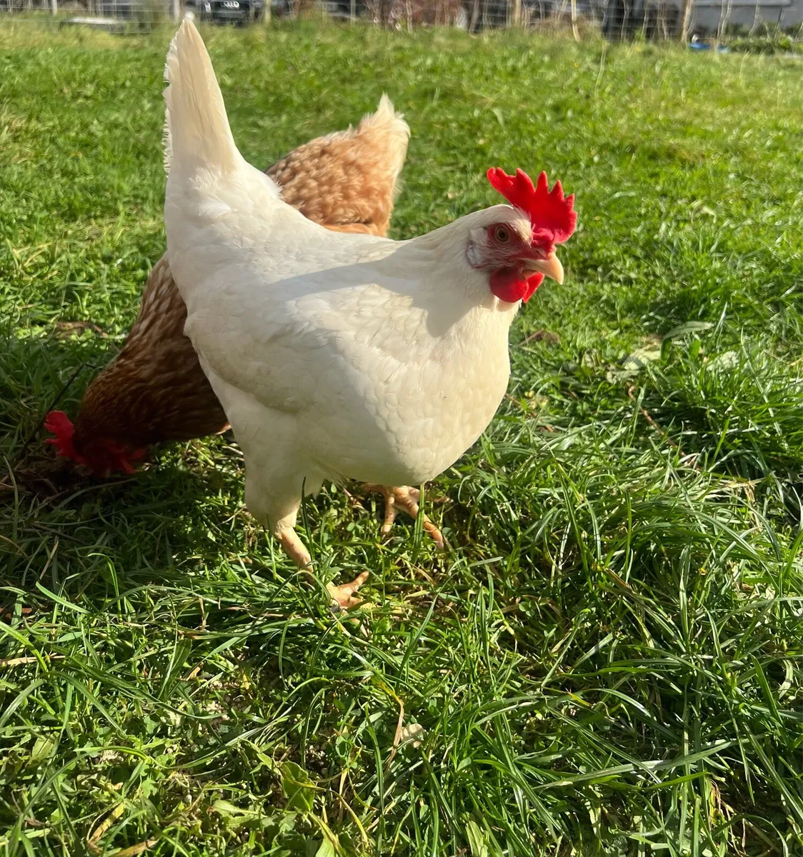 Silkies, Polish, Leghorn, Rhode hens and roosters - Image 1