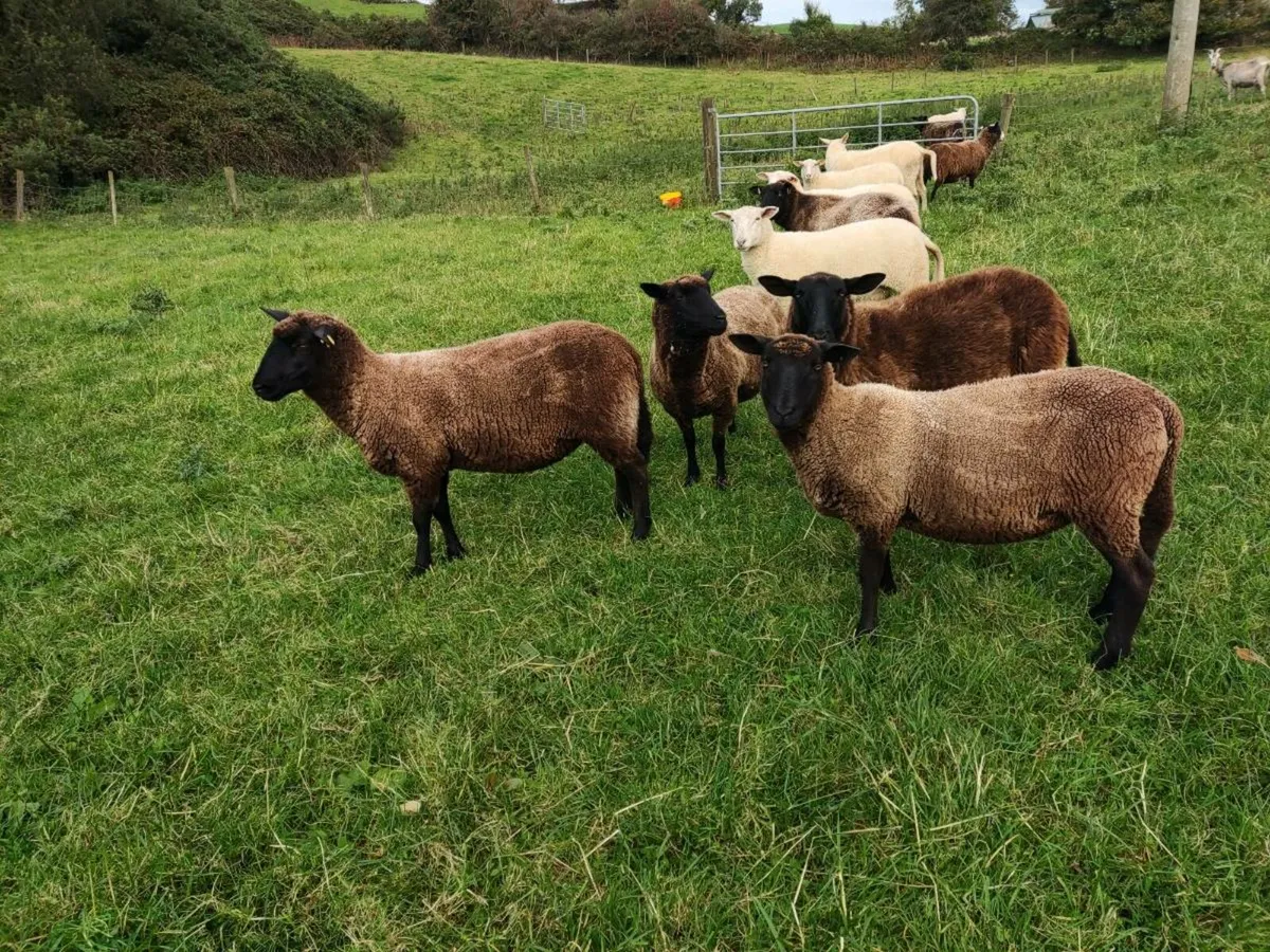 Hoggets