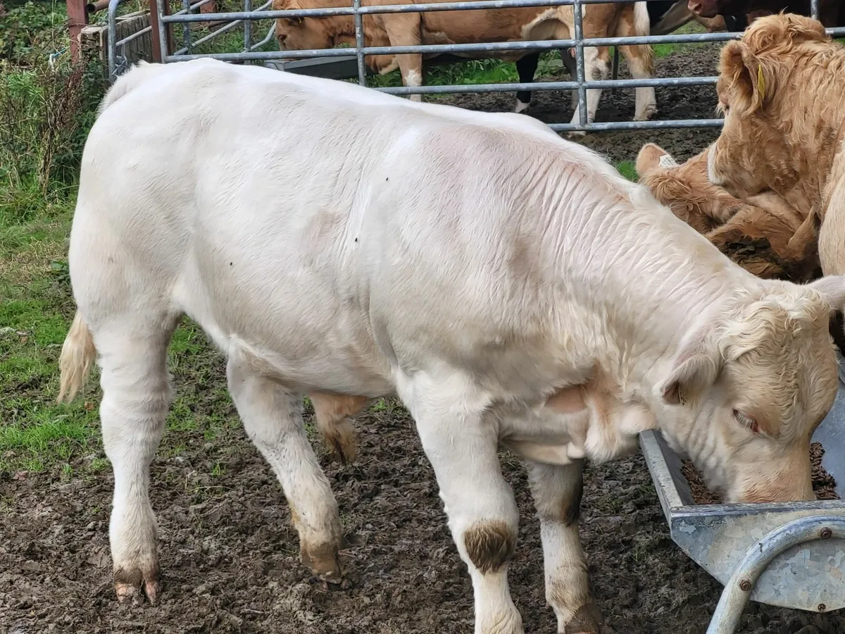 Bull - Image 4