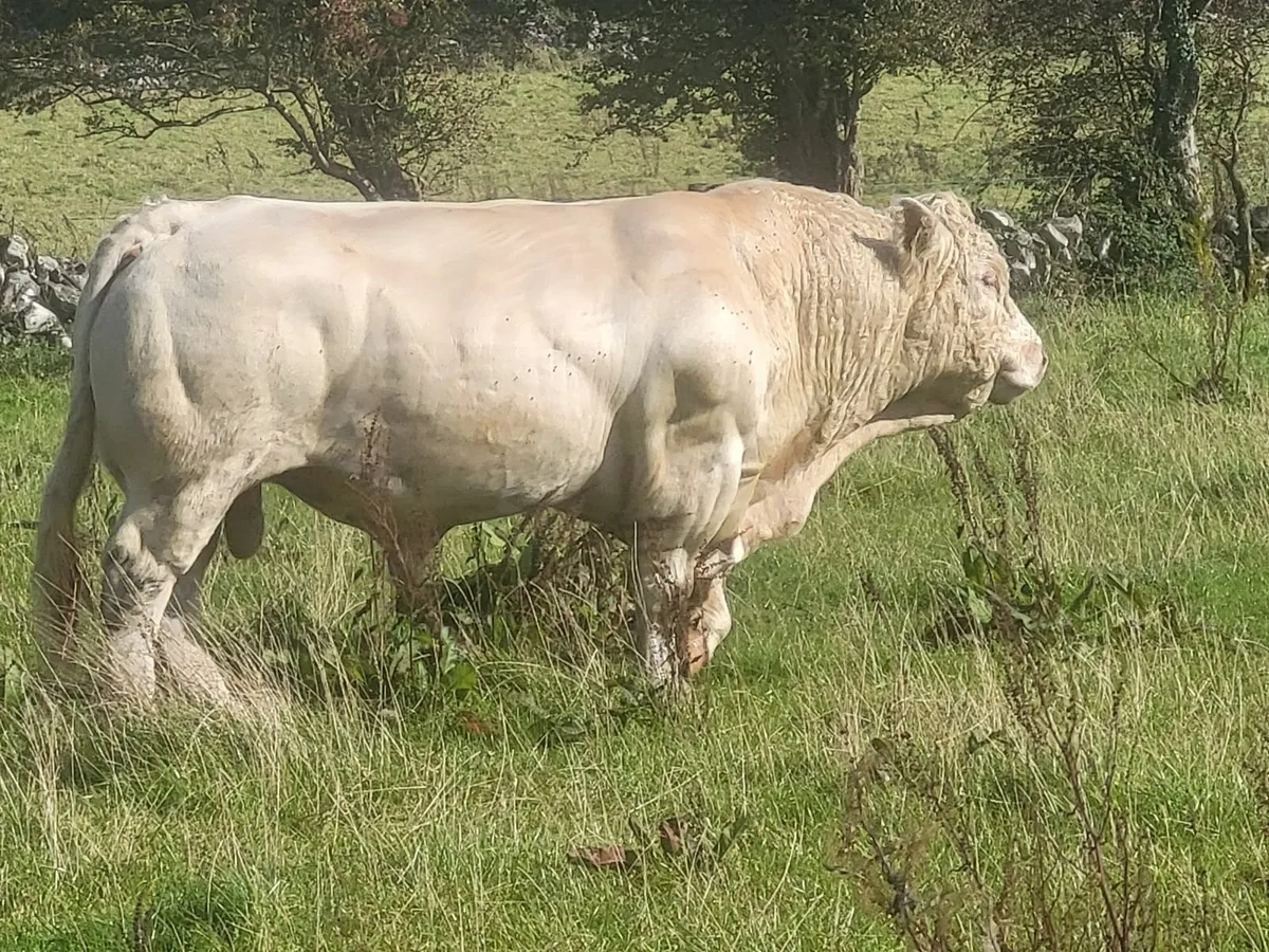 Bull - Image 1