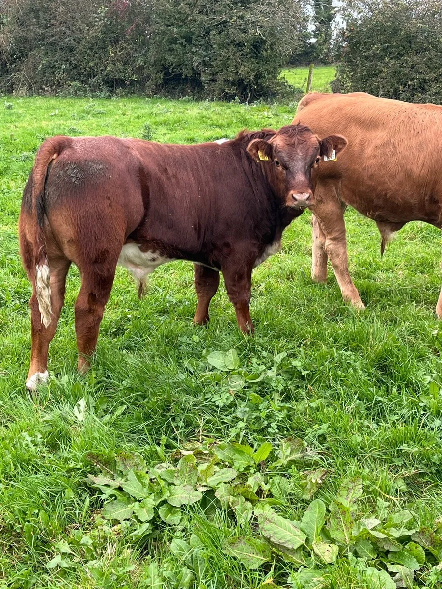 Limousine Bull weanings Organic - Image 2