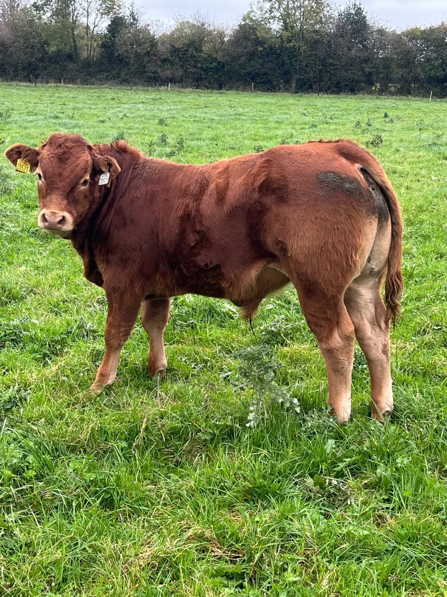 Limousine Bull weanings Organic - Image 1