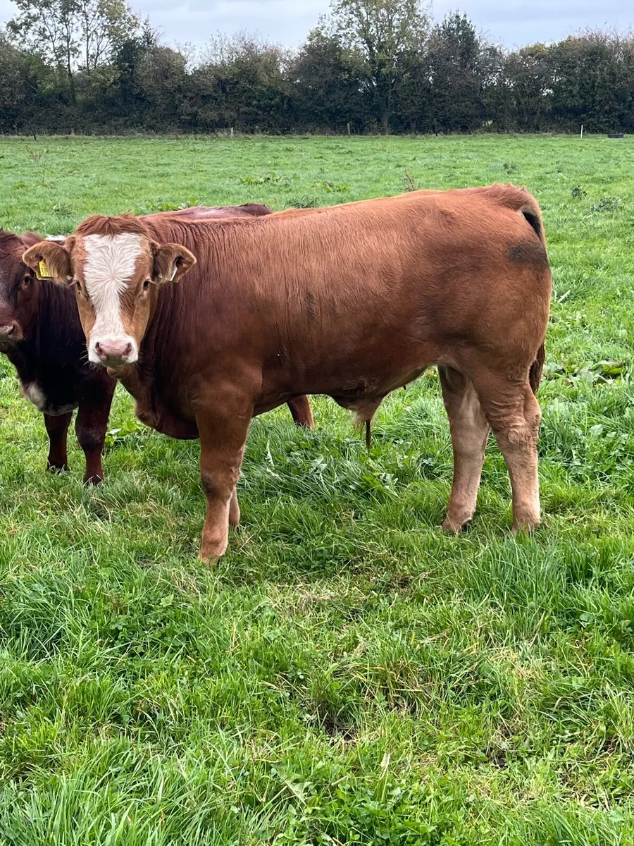 Limousine Bull weanings Organic - Image 3