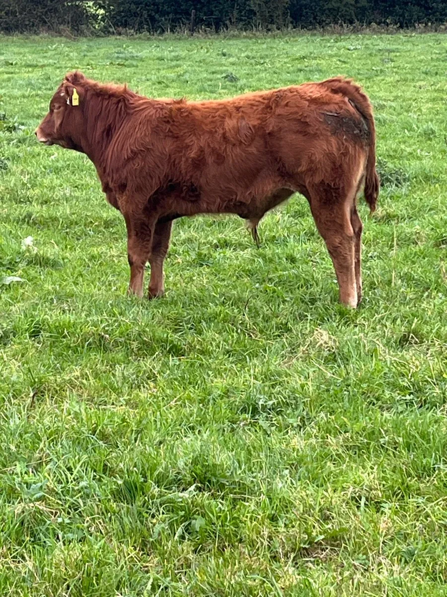 Limousine Bull weanings Organic - Image 4