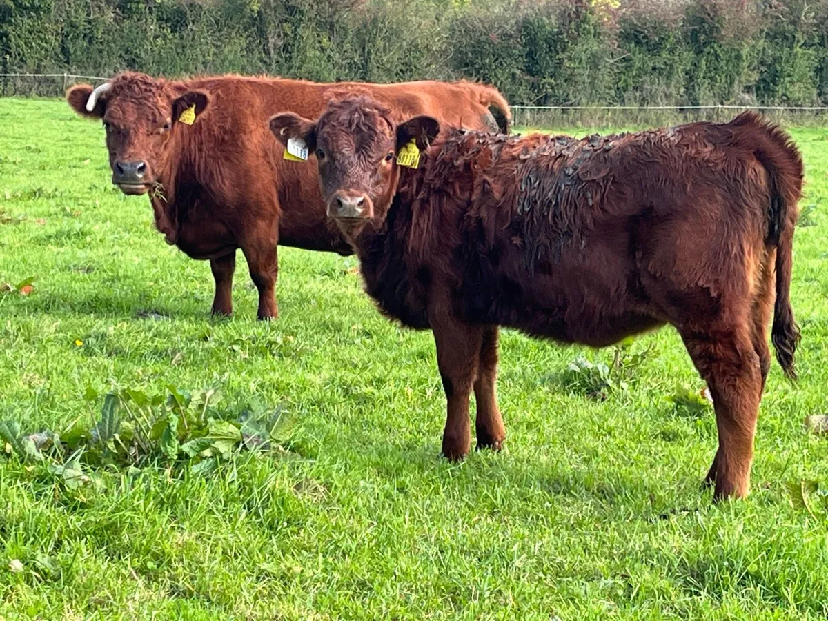 Dexter Cattle - Image 1