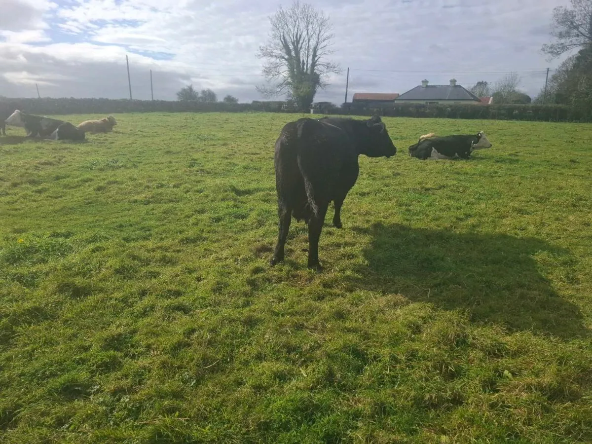 Cow - Image 1