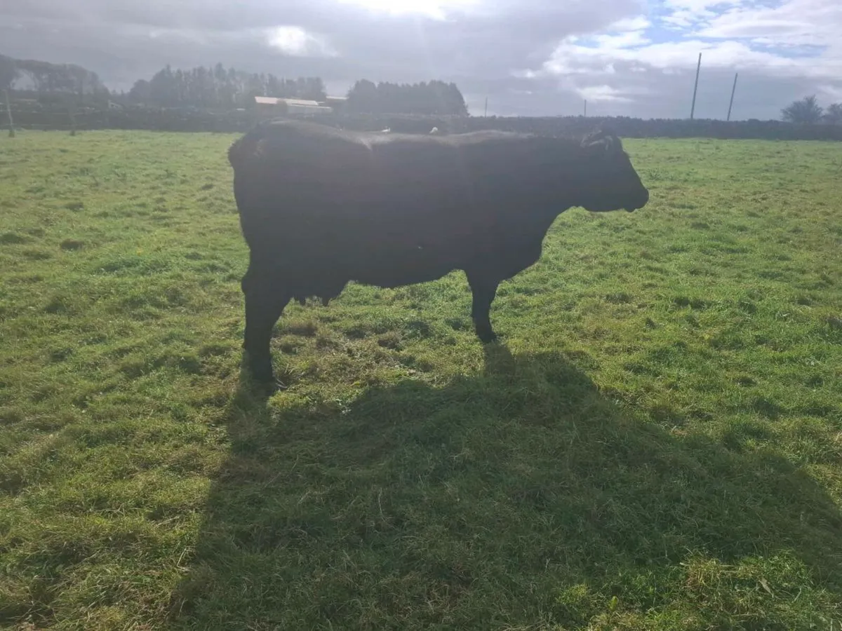 Cow - Image 2