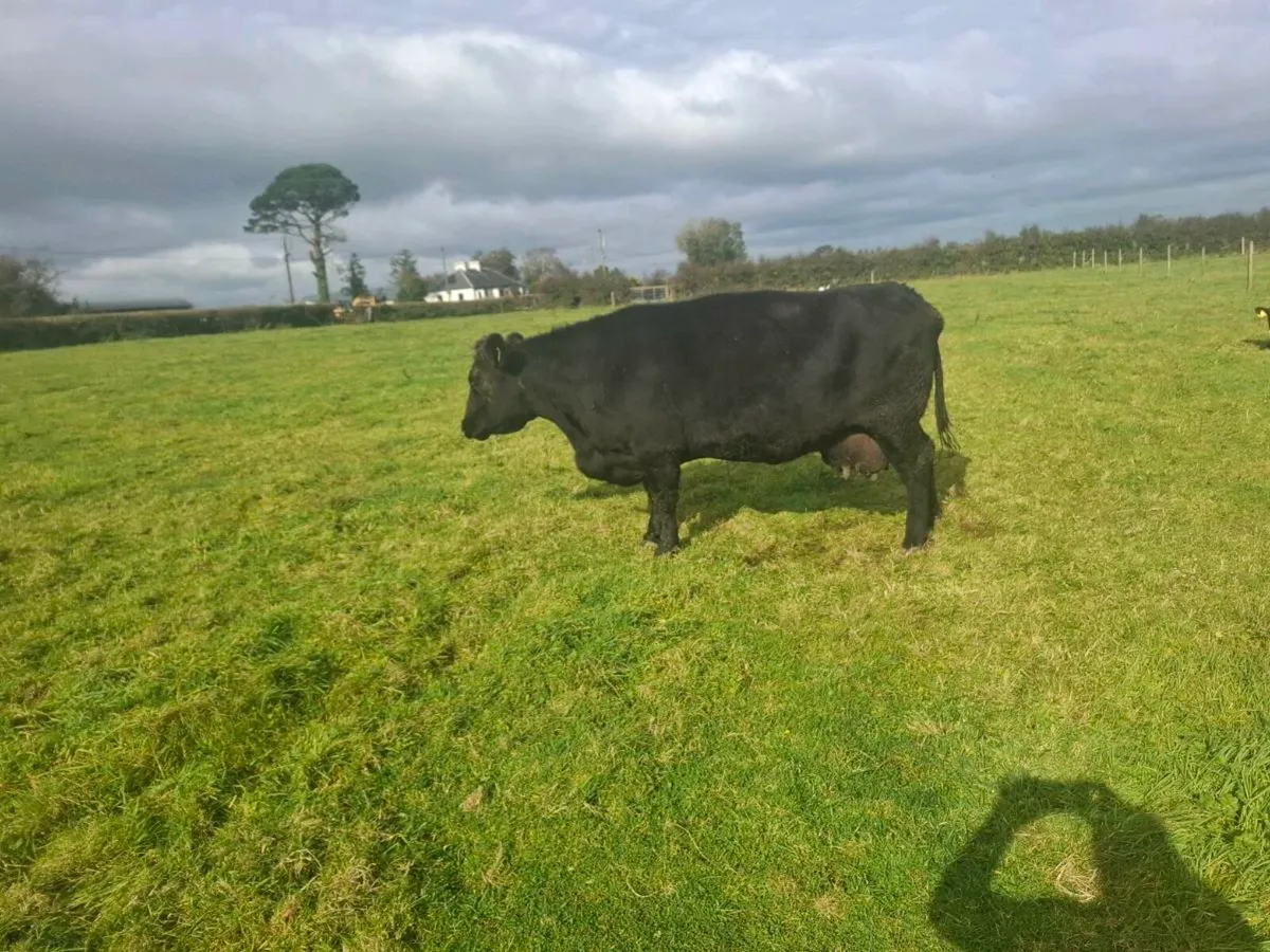 Cow - Image 3