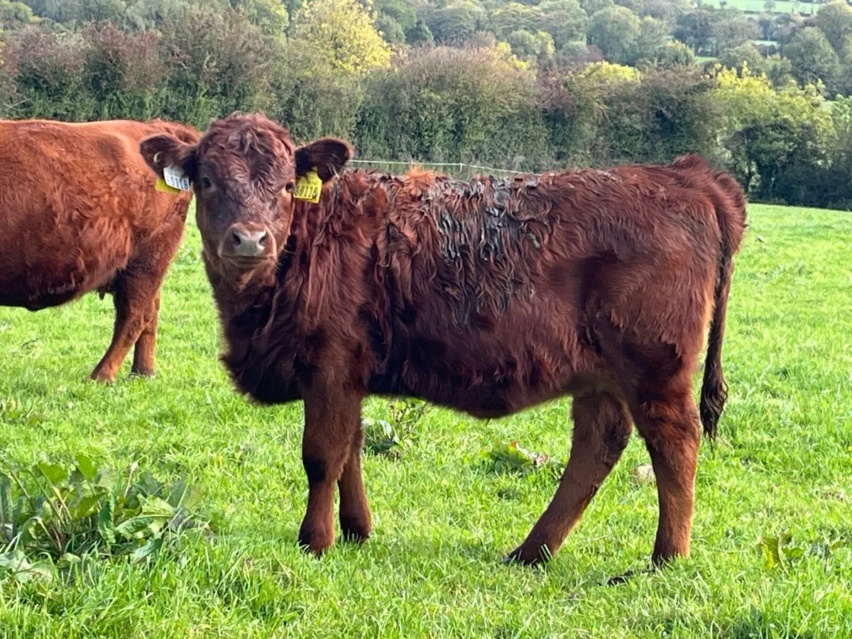 Dexter Cattle - Image 2