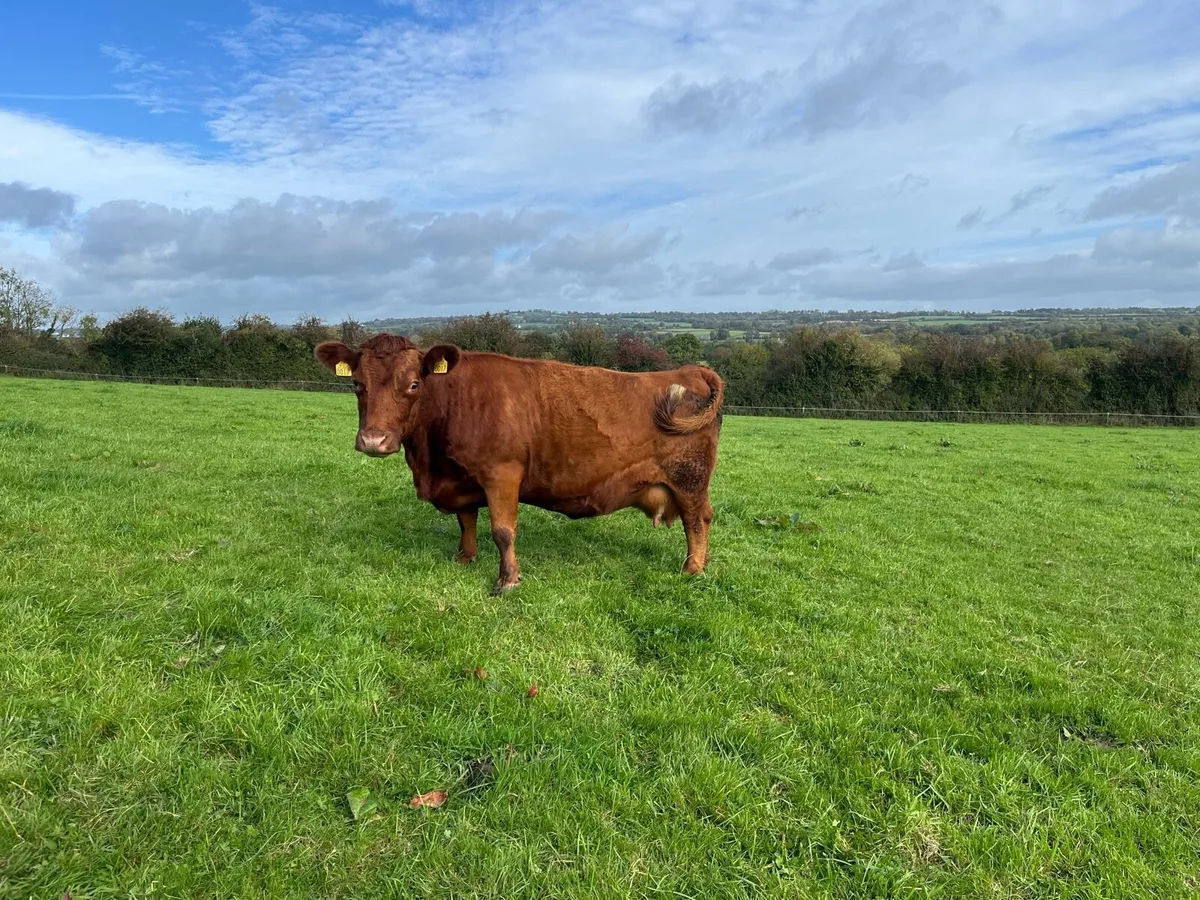 Dexter Cattle - Image 3