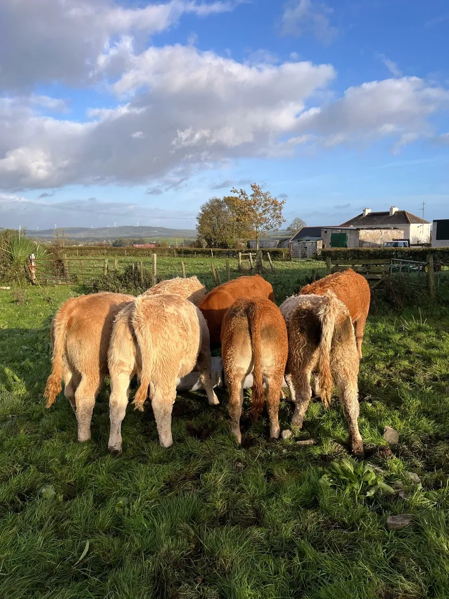 Weanling Heifers Roscommon Mart Tue Oct 7th - Image 1