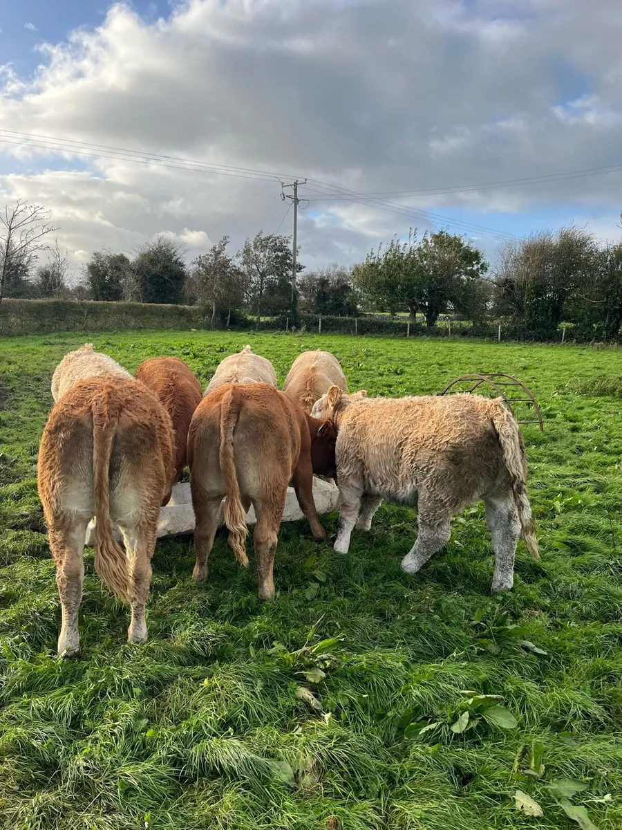 Weanling Heifers Roscommon Mart Tue Oct 7th - Image 2