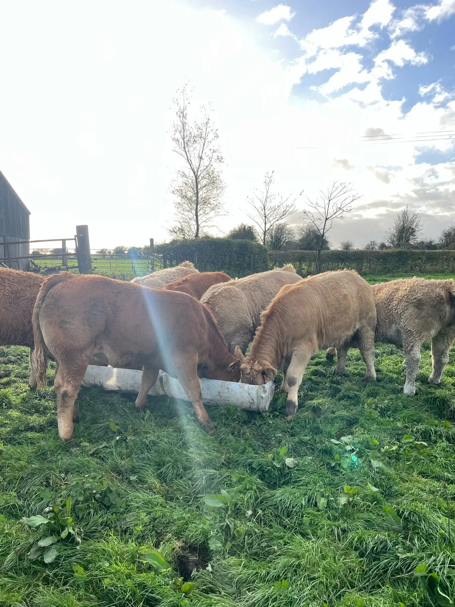 Weanling Heifers Roscommon Mart Tue Oct 7th - Image 3
