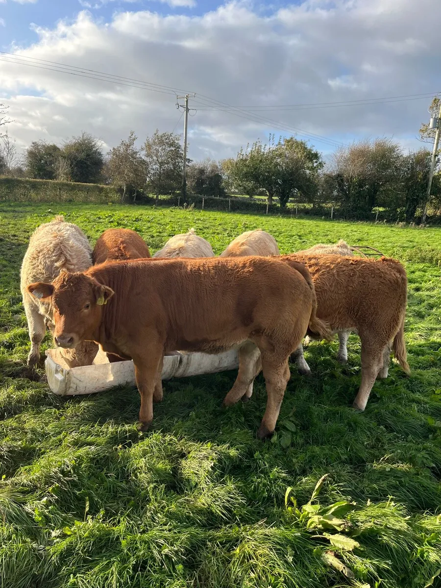 Weanling Heifers Roscommon Mart Tue Oct 7th - Image 4