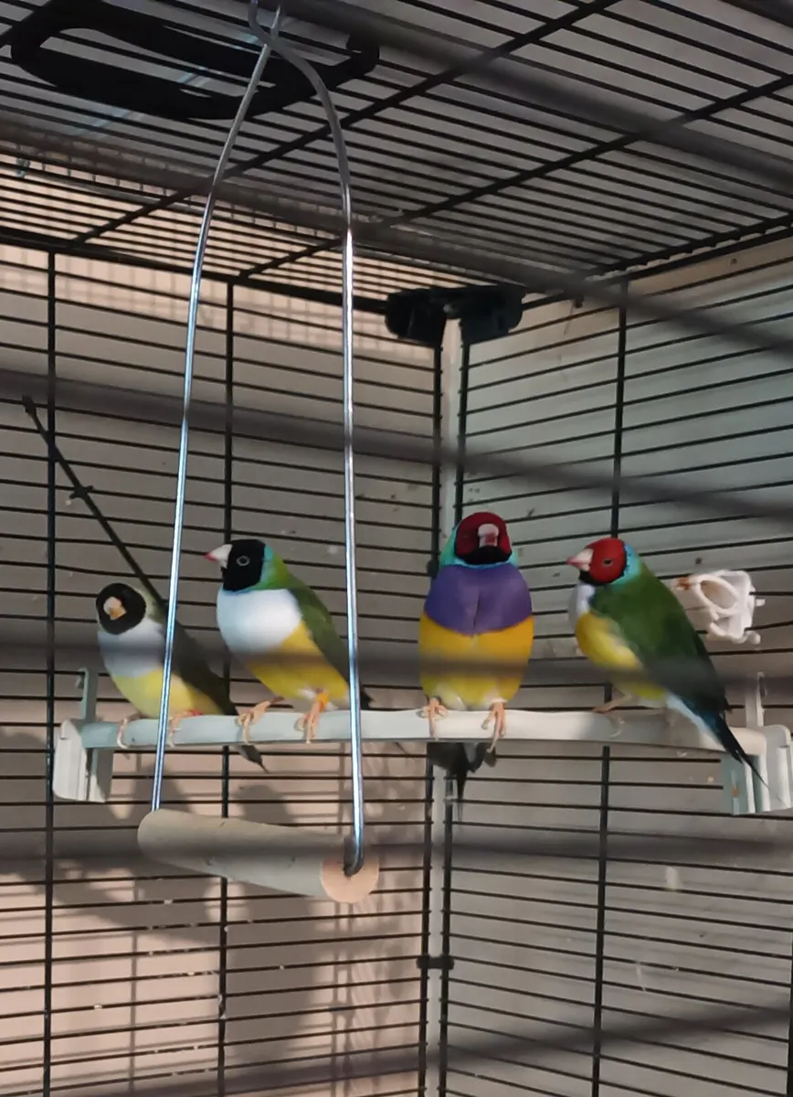 Birds for sale - Image 1
